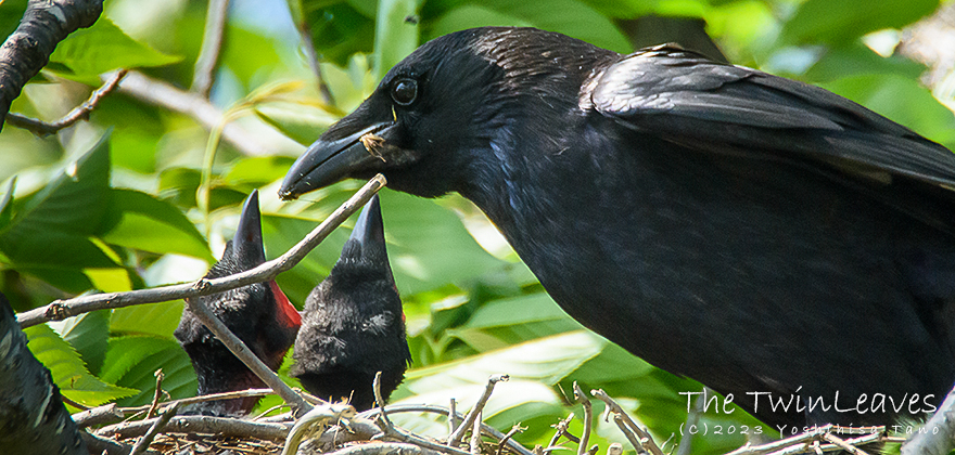 首を精一杯伸ばして母鳥にエサをねだるハシボソガラスのヒナ